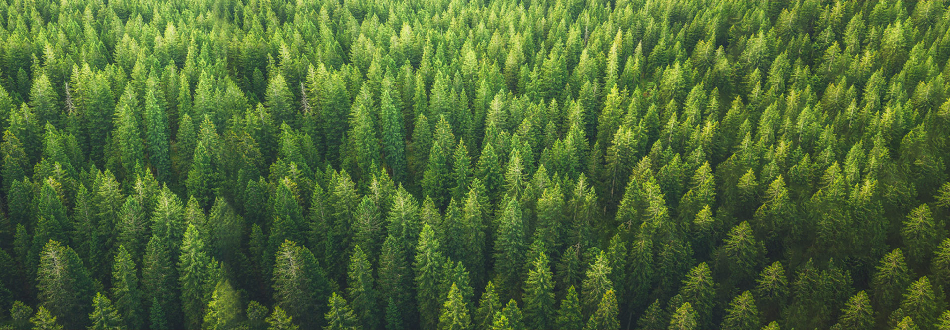 High-End Custom Furniture